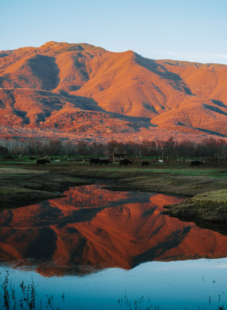 Water Buffalos in Limni Kerkini