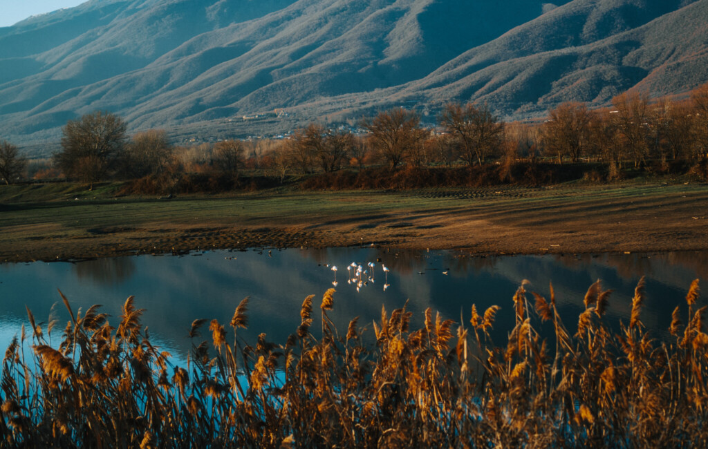 Limni Kerkini birds