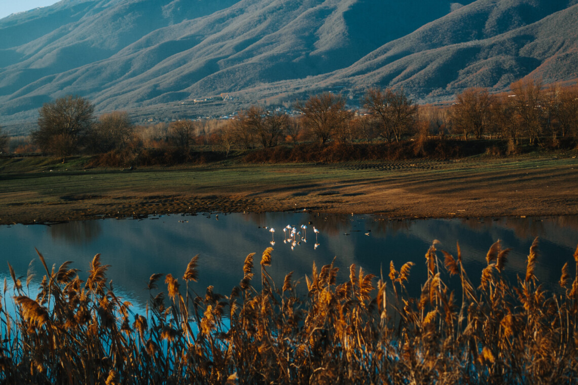 Limni Kerkini birds