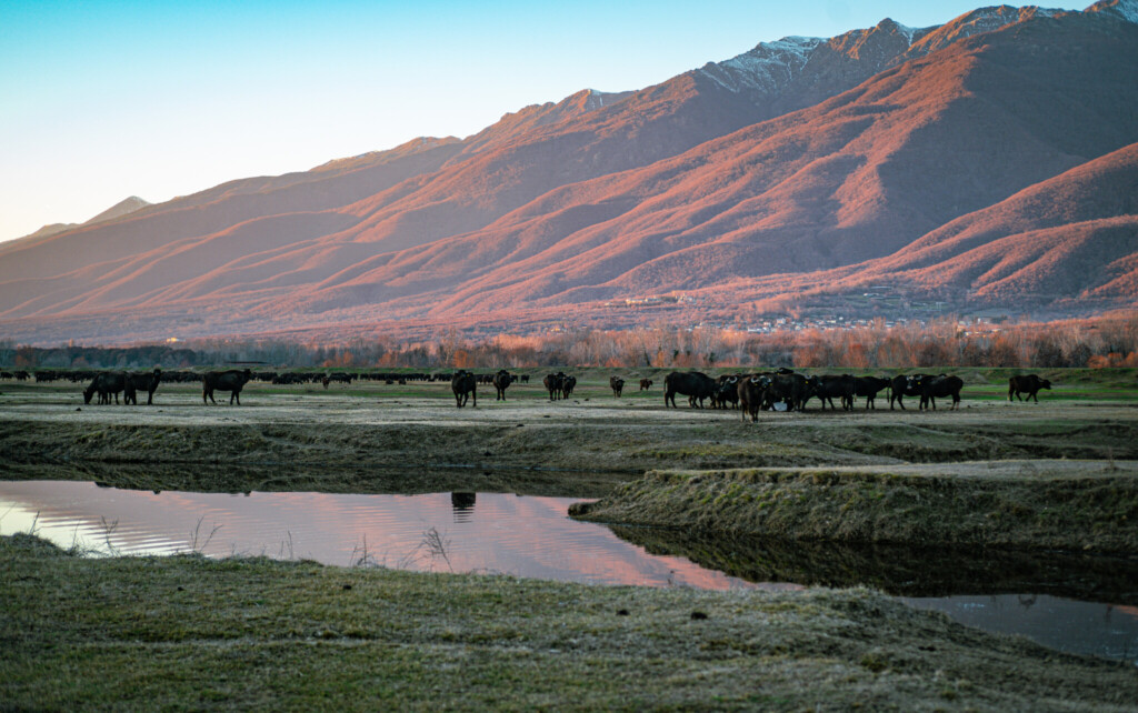 Water buffalos roaming