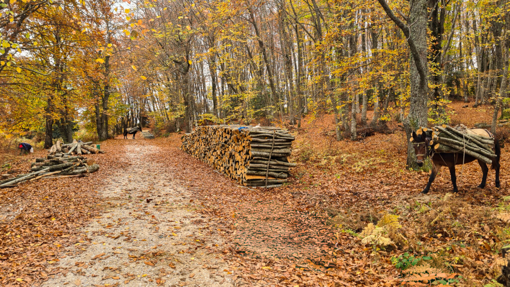 halu! Scenic autumn forest path with fallen leaves and stacks of firewood ready for winter. Rustic and tranquil natural scene with vibrant fall foliage.